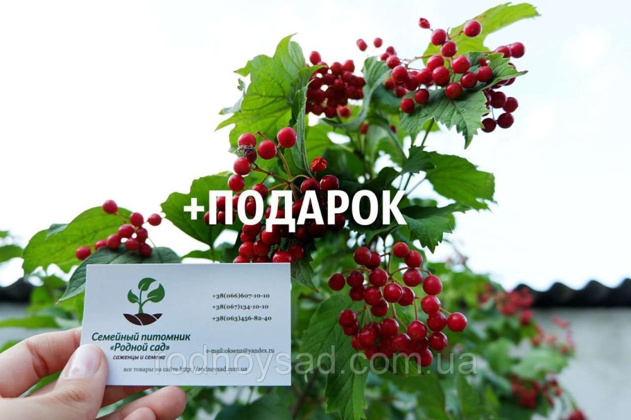 Калина обыкновенная / Viburnum opulus 'compactum'