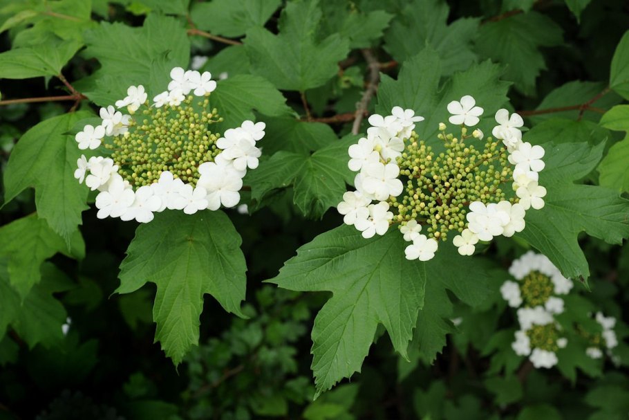 Калина обыкновенная (Viburnum opulus l.)