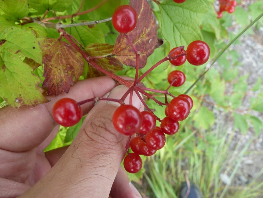 Калина красная ягода косточки