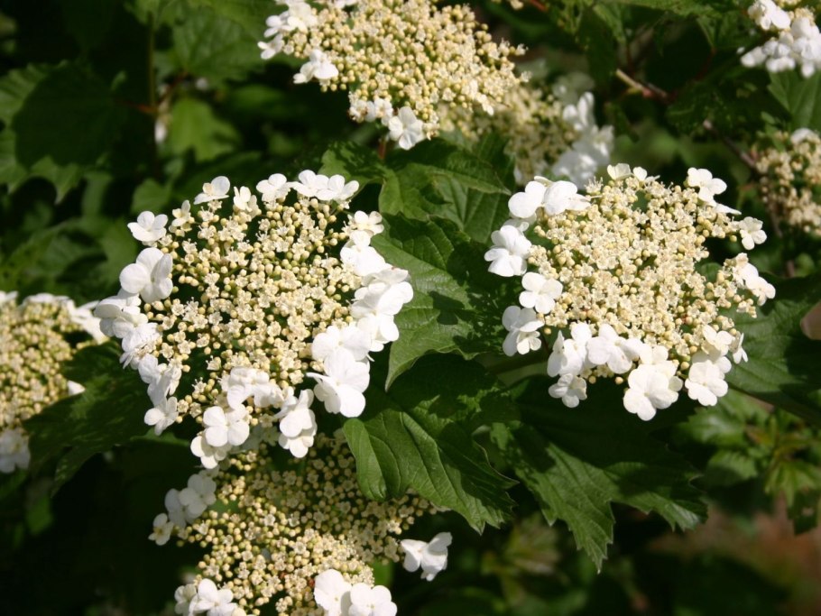 Калина обыкновенная Нанум