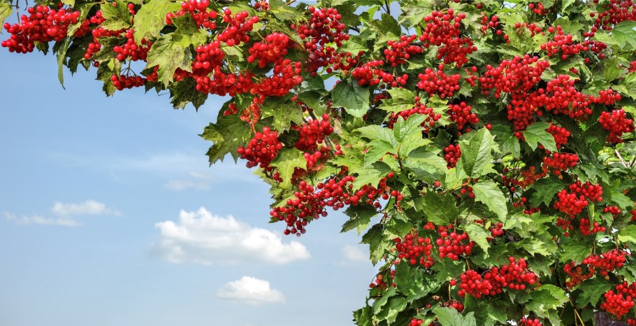 Калина кустарник для фотошопа