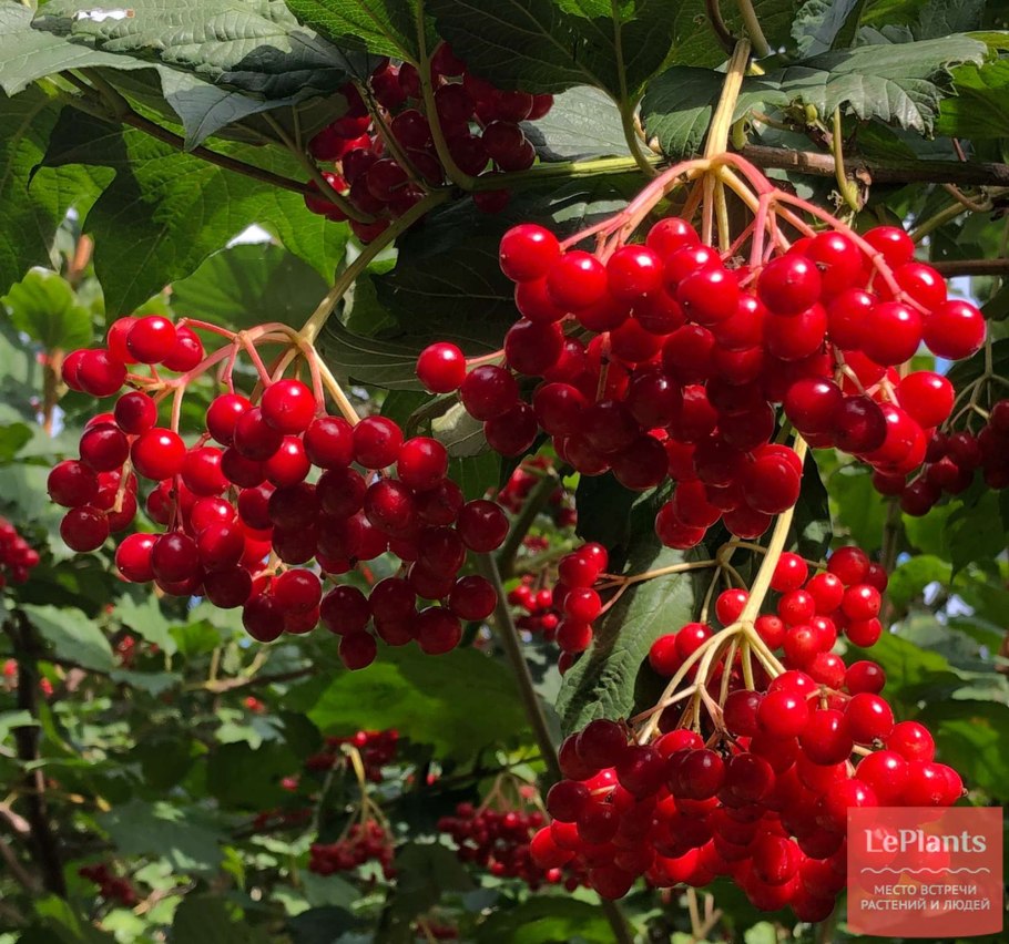 Калина обыкновенная цветение