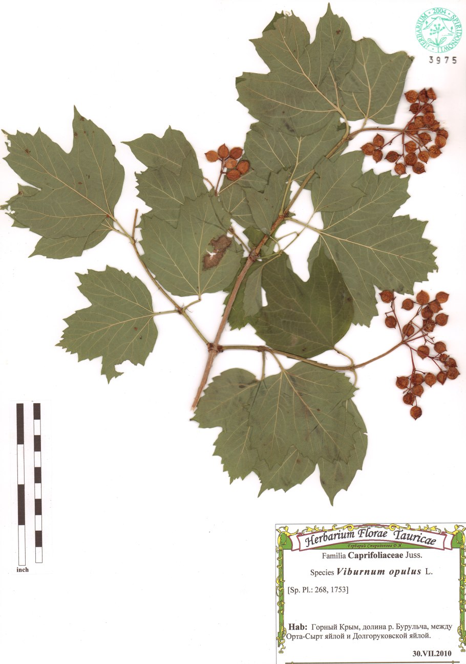 Viburnum opulus - Калина обыкновенная гербарий