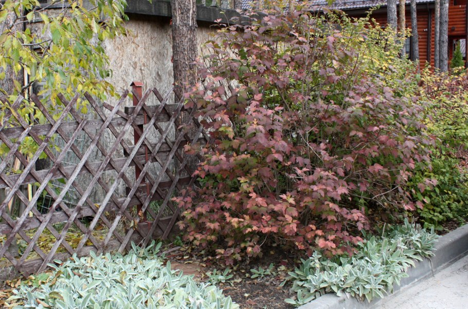 Формирование калины обыкновенной кустом