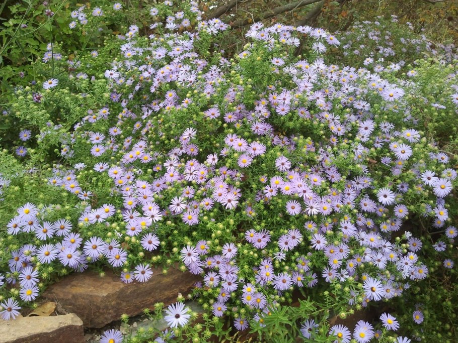 Астра Вересковая Aster ericoides