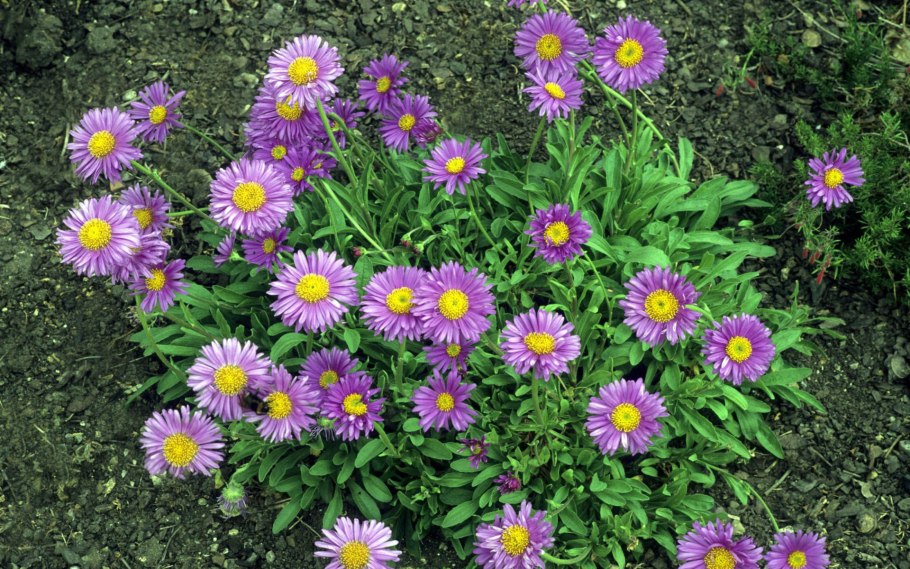 Астра Вересковая Aster ericoides