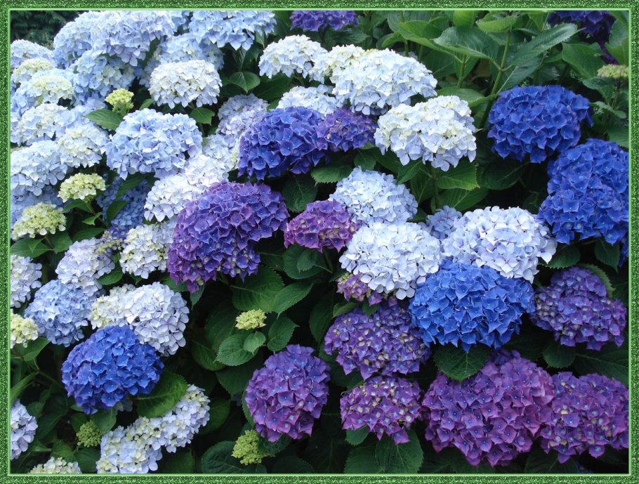 Гортензия крупнолистная Blaumeise