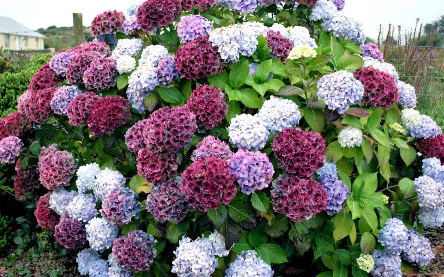 Гортензия крупнолистная