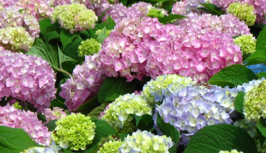 Гортензия крупнолистная Джемини