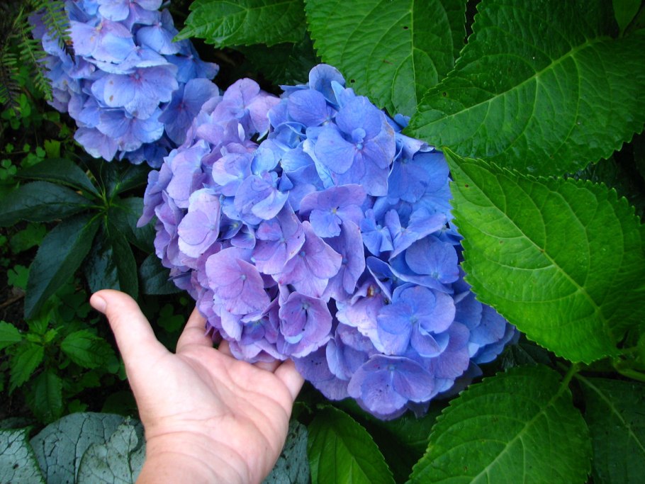 Гортензия Тиволи крупнолистная