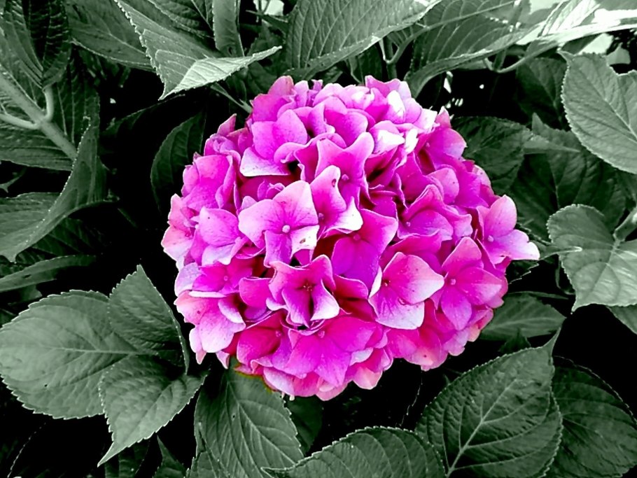 Гортензия Грюнес Гевёльбе