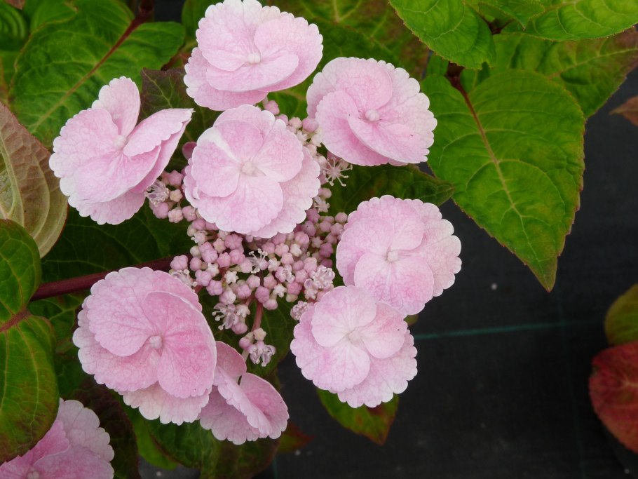 Гортензия крупнолистная замерзла