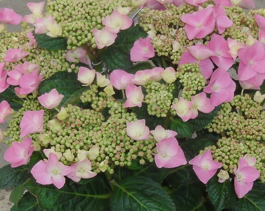 Гортензия крупнолистная Блумстар