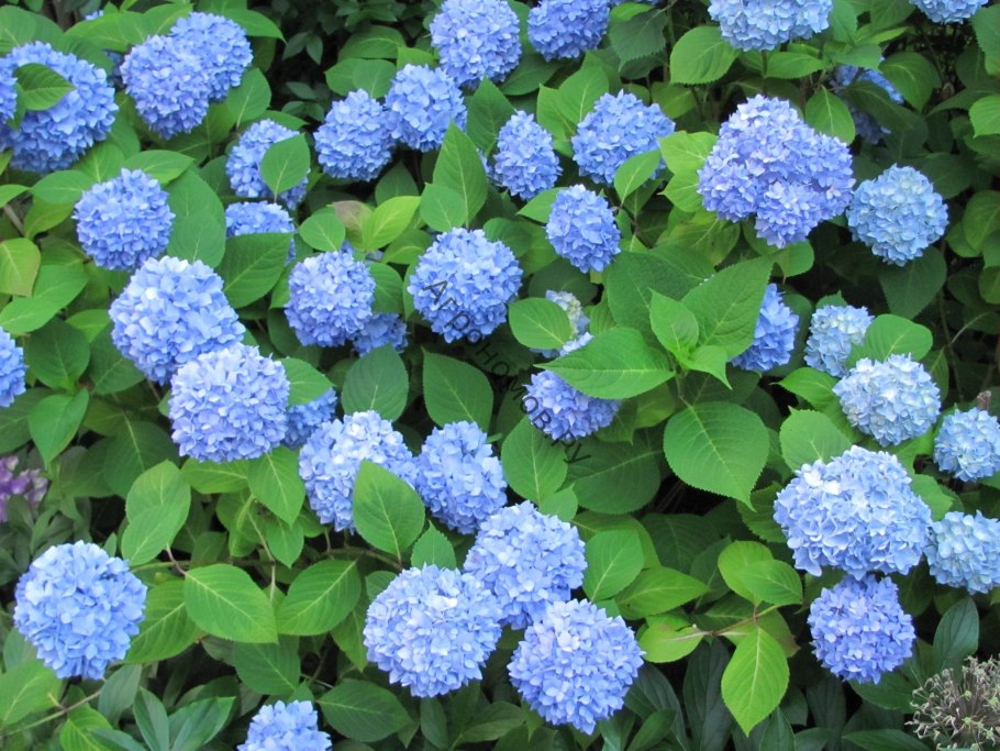 Гортензия Блаумайзе