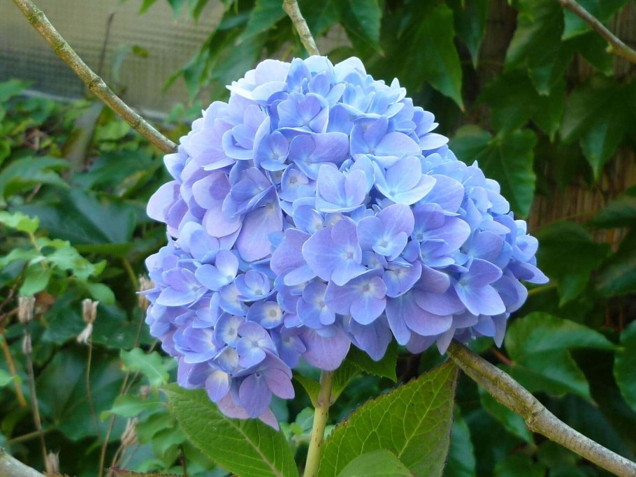 Крупнолистная гортензия бобо