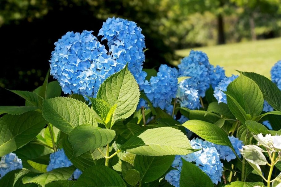 Гортензия Рената стенигер