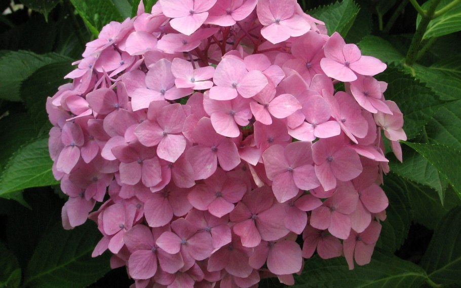 Гортензия Блумстар