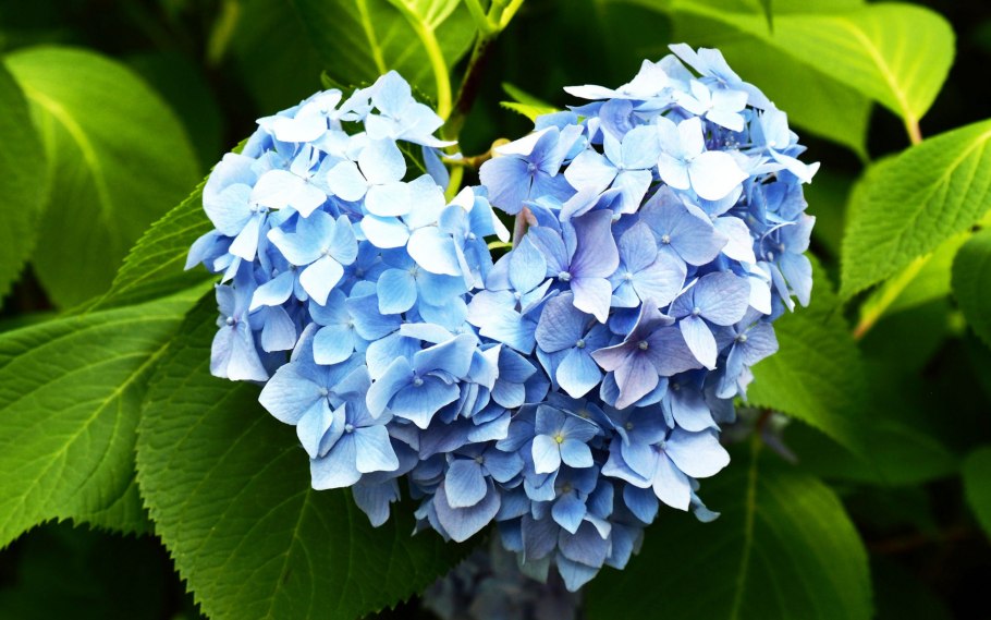 Гортензия крупнолистовая "Messalina"