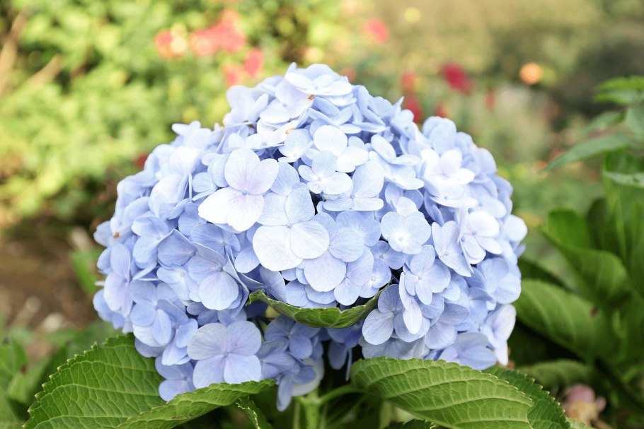 Гортензия Камилла крупнолистная