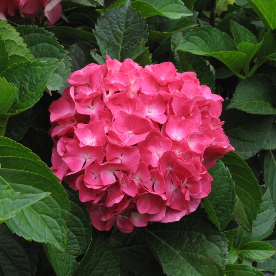 Гортензия крупнолистная грандифлора