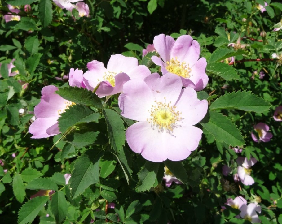 Шиповник плодовый Воронцовский