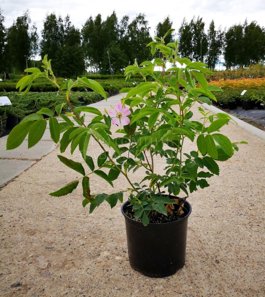 Шиповник Воронцовский куст