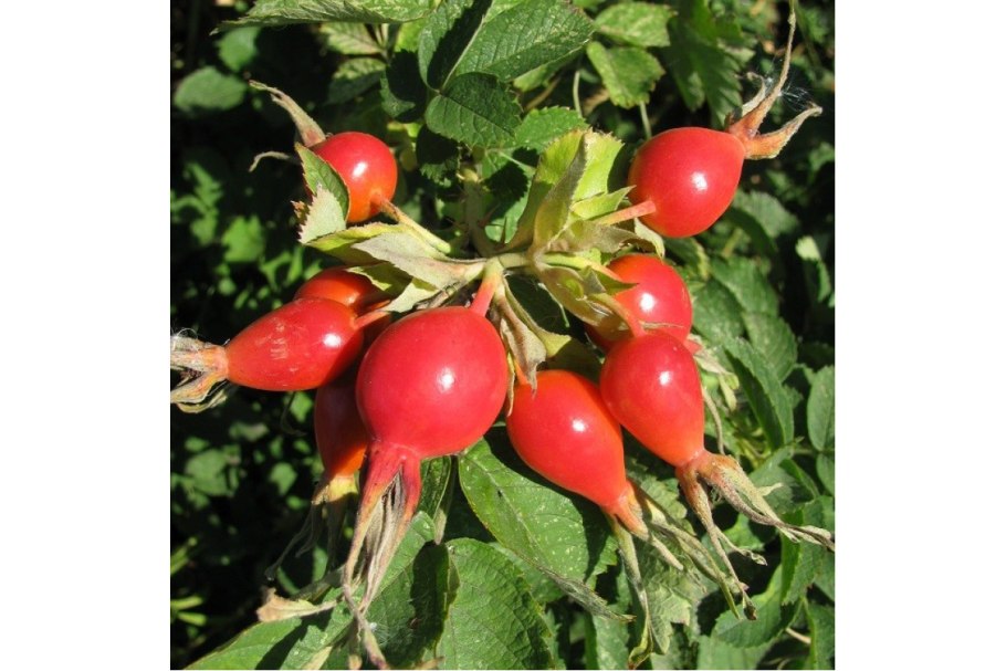 Шиповник Титан фото