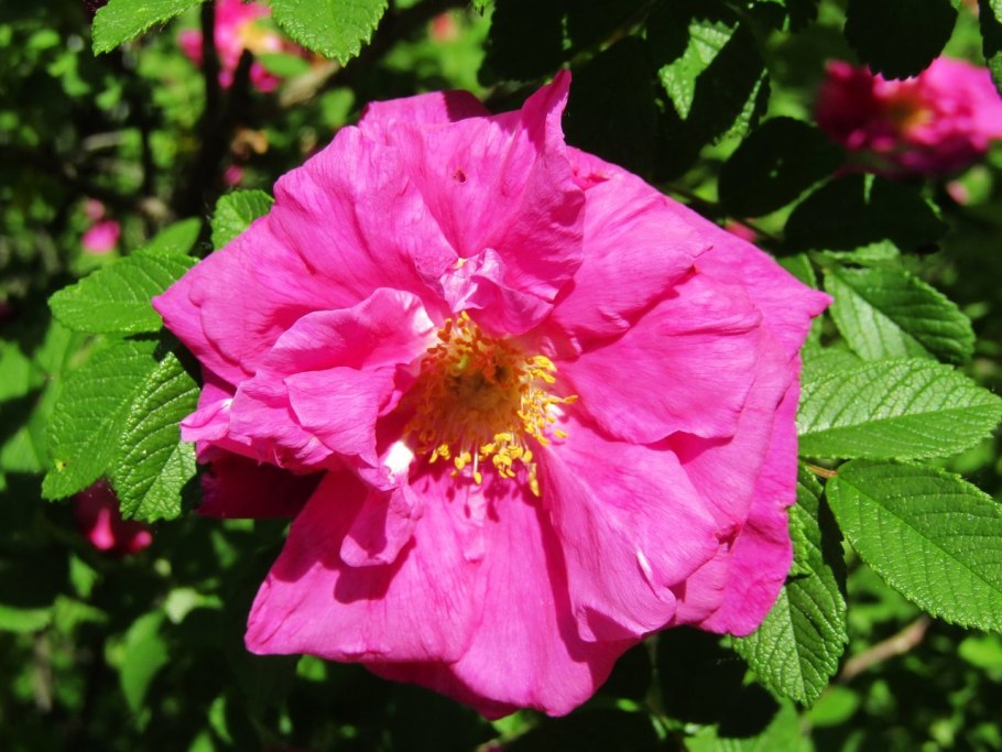 Шиповник куст