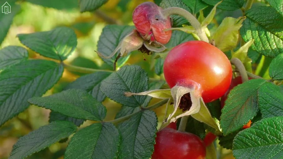 Роза ругоза Живая изгородь