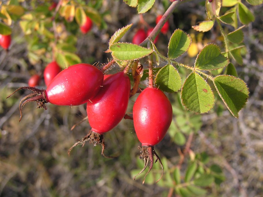Шиповник собачий плоды