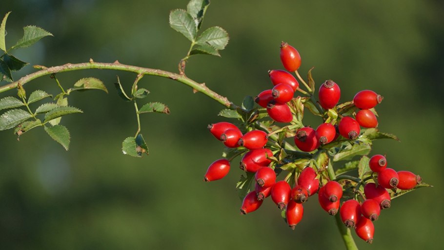 Шиповник Rosehip Joy