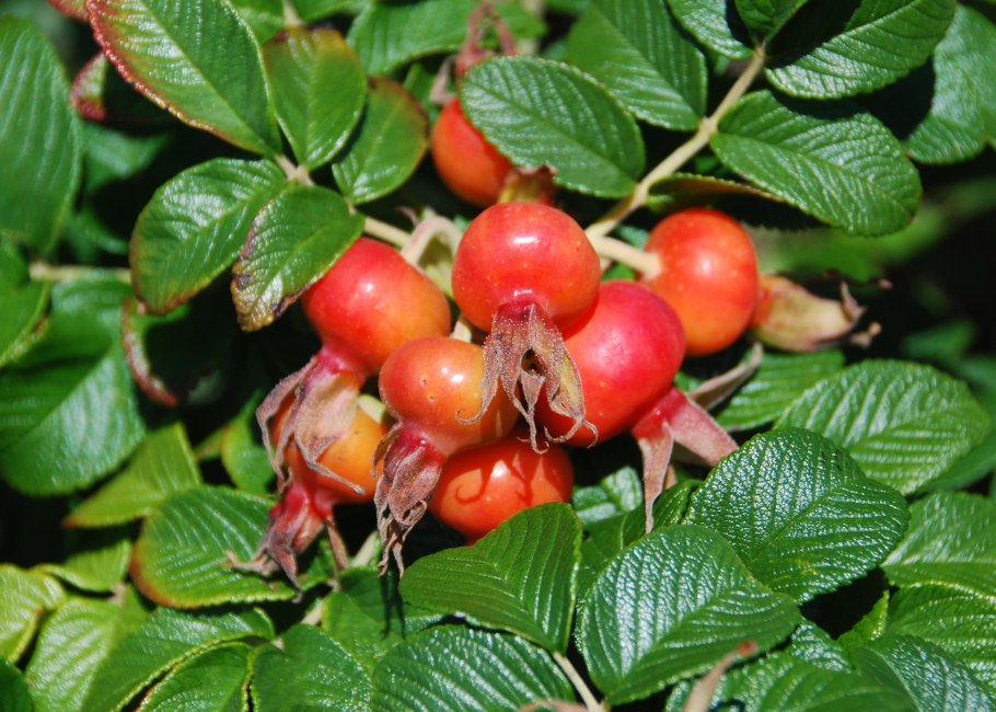 Шиповник ягоды