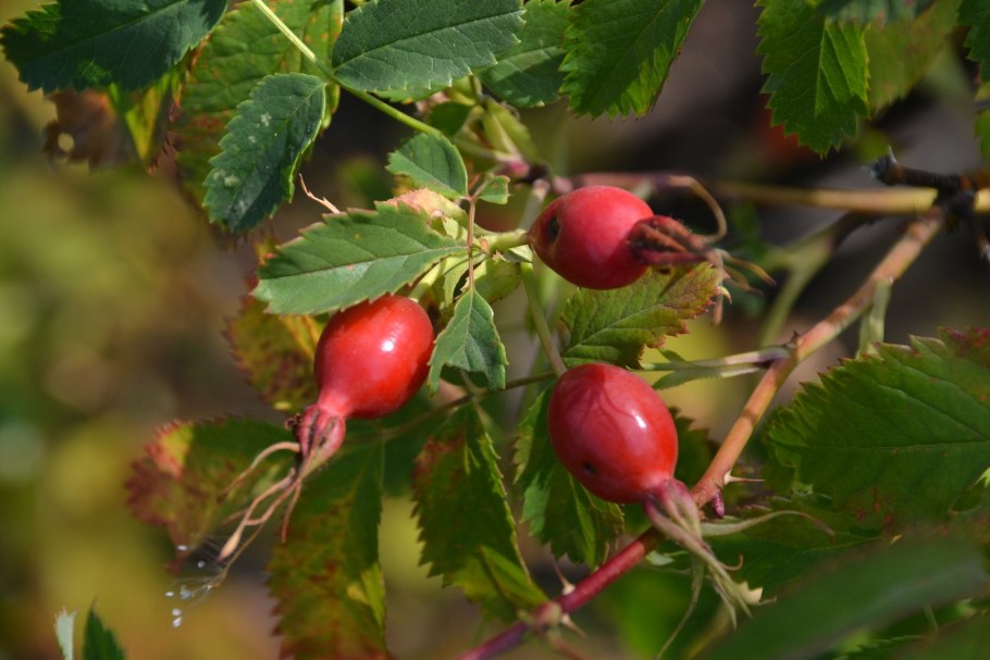 Шиповник витаминный ВНИВИ (с2)