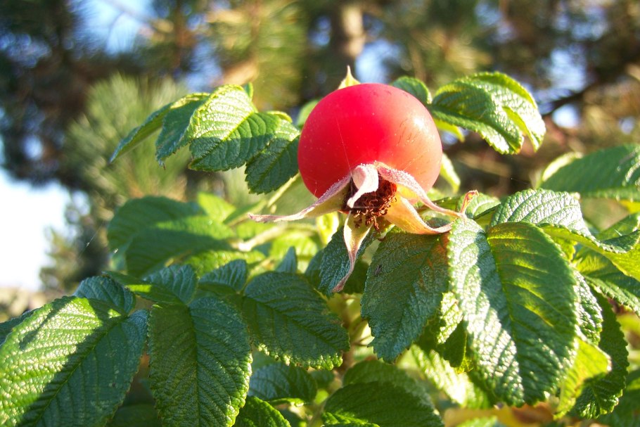 Ягода шиповника макро