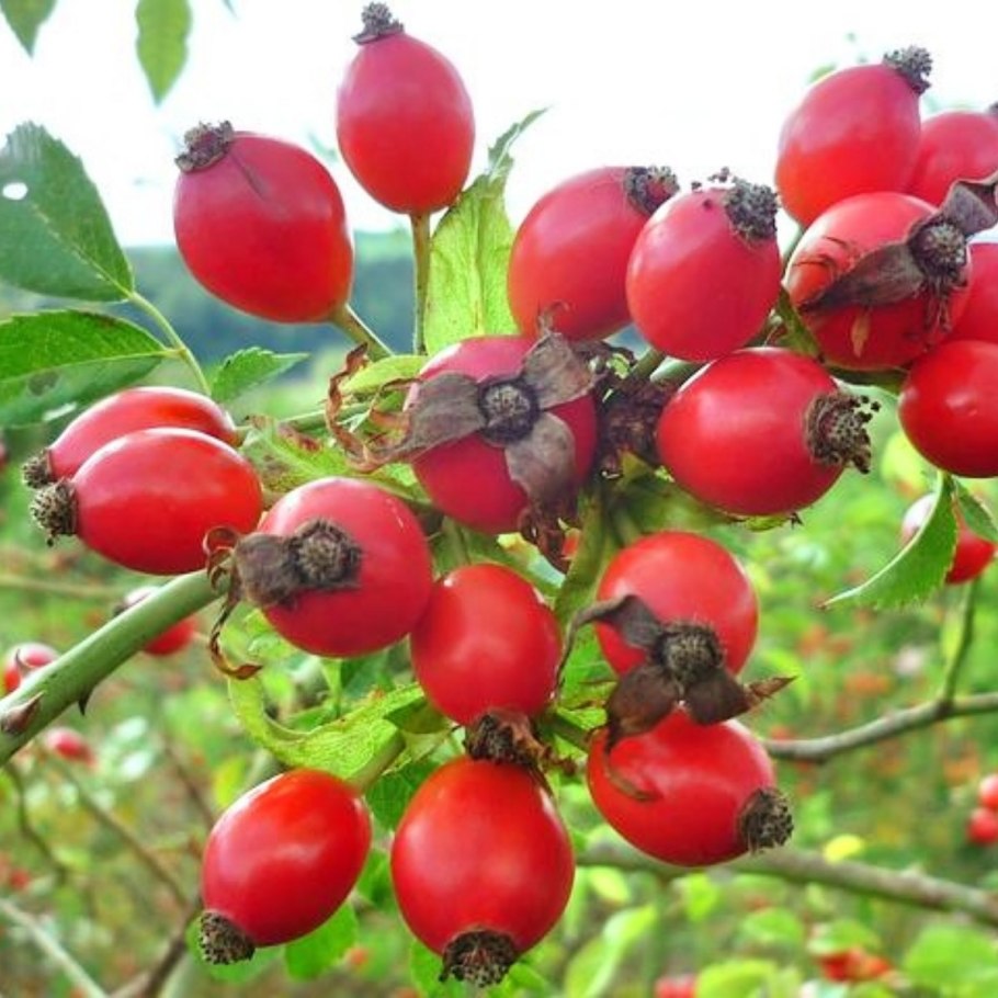 Шиповник Юбилейный