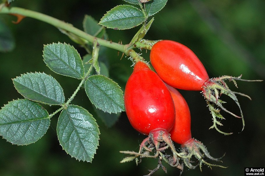 Шиповник ягоды