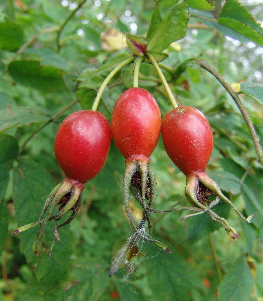 Белорусский шиповника цветение