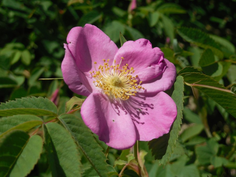 Шиповник бесшипный ВНИВИ