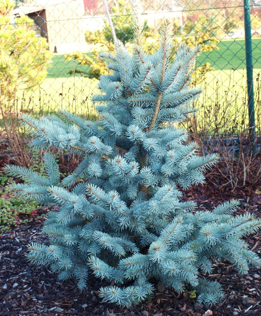 Ель колючая Picea pungens glauca