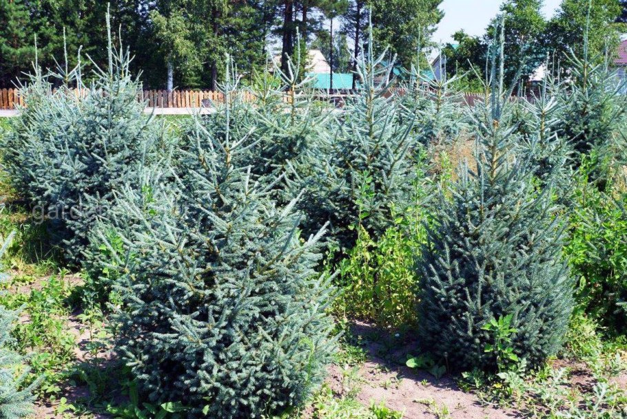 Ель колючая Пендула