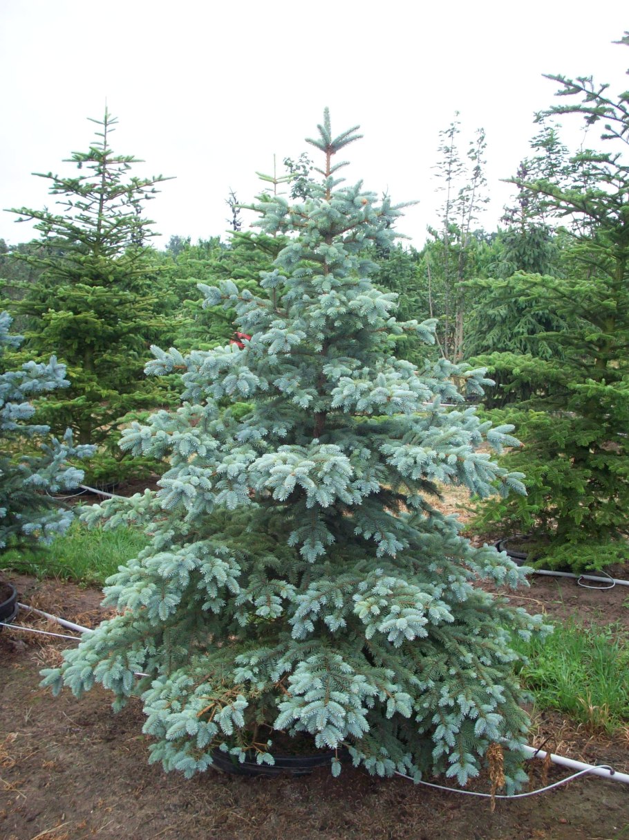 Ель голубая Блю Даймонд