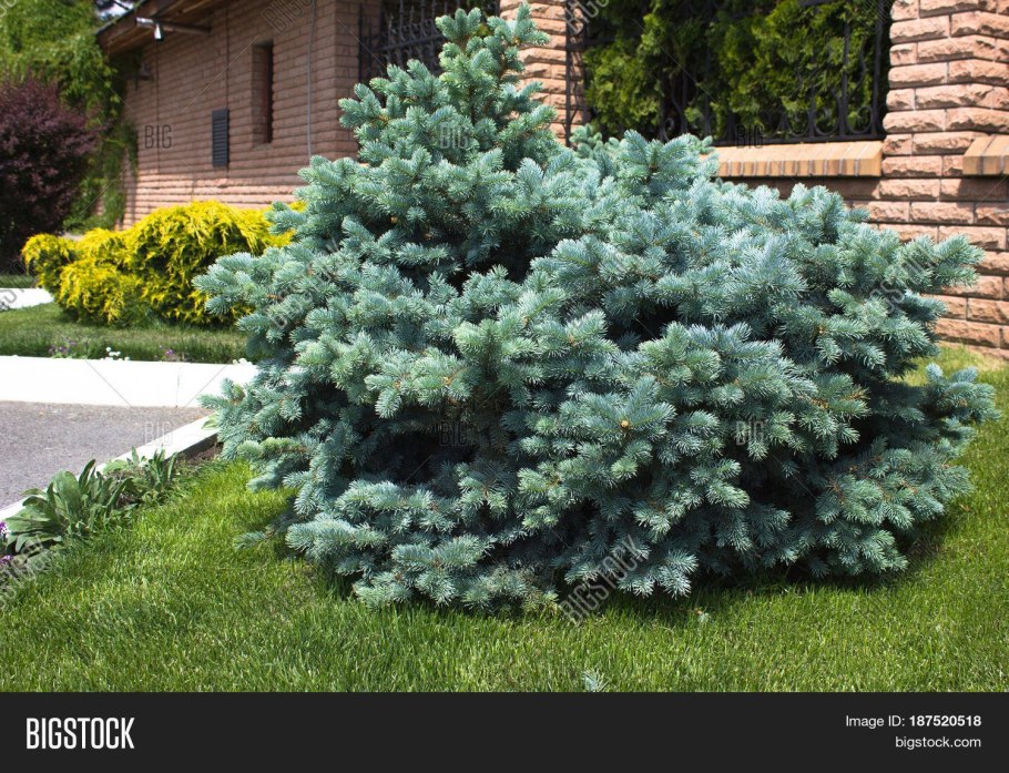 Ель колючая (Picea pungens glauca globosa)
