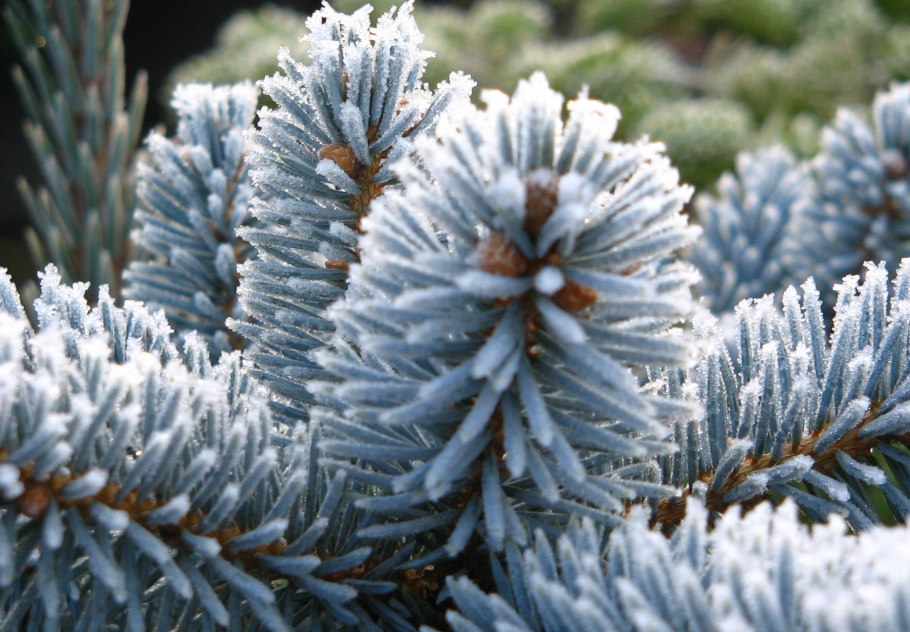 Ель колючая (сизая) Picea pungens