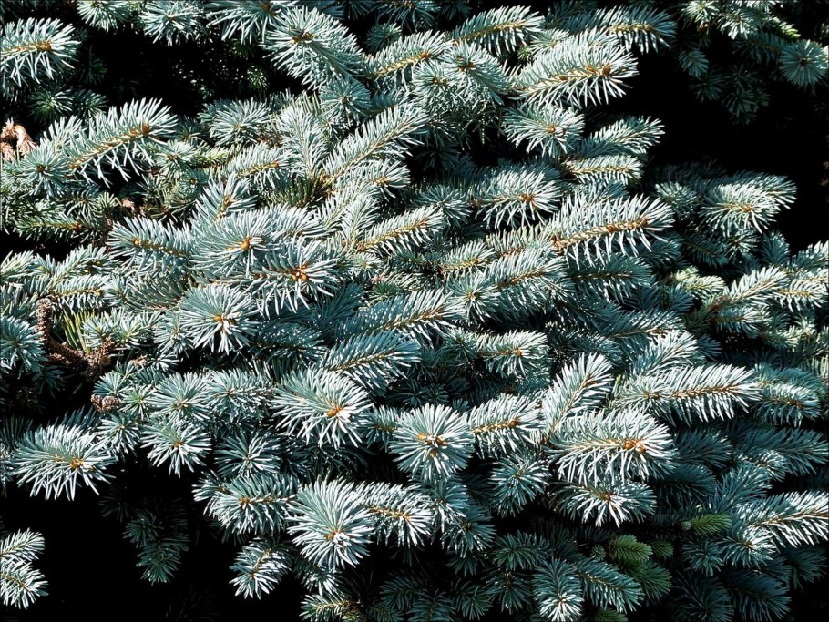 Ель колючая голубая