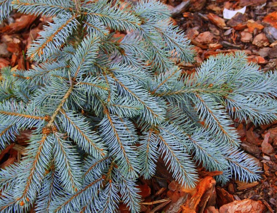 Ель колючая Sleszyn