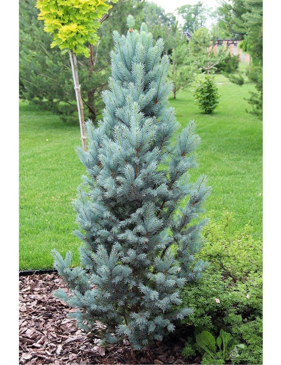 Ель колючая шишка