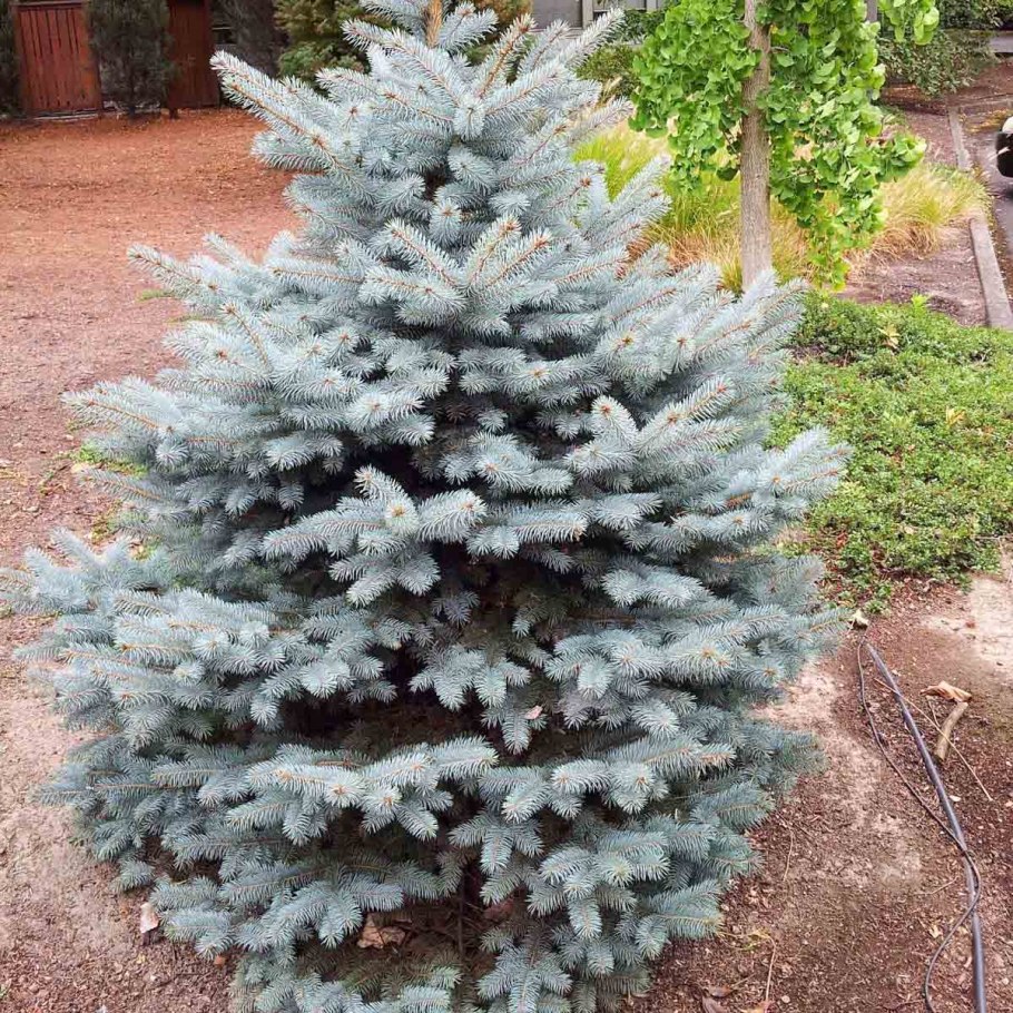 Ель Сибирская Глаука