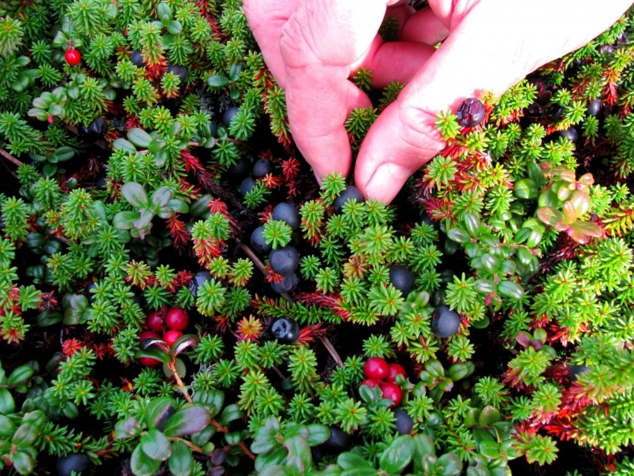 Болотная ягода Морошка