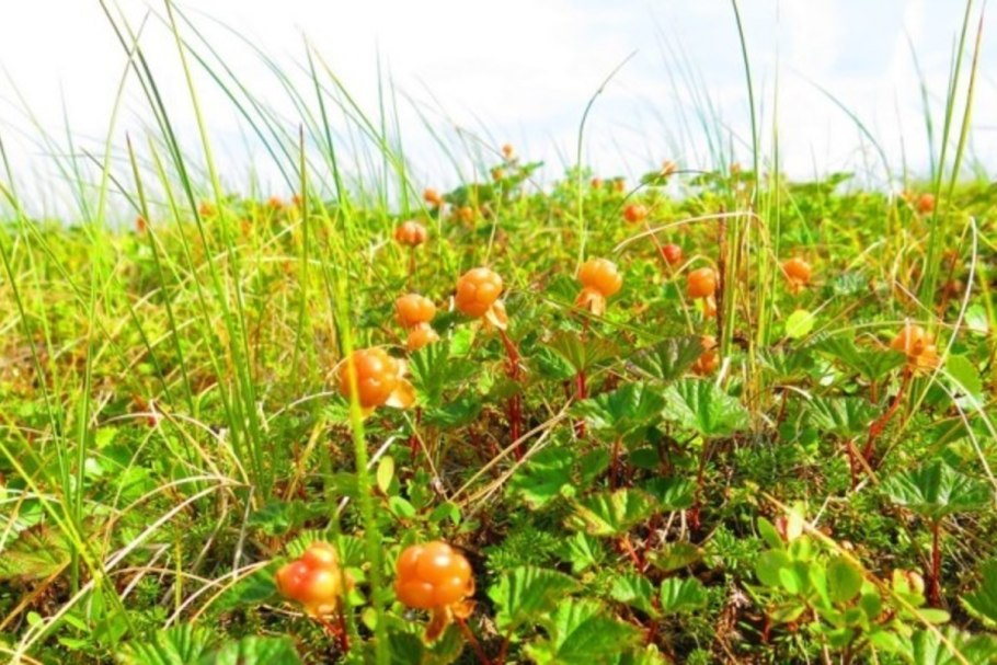 Ямало-Ненецкий автономный округ лесотундра