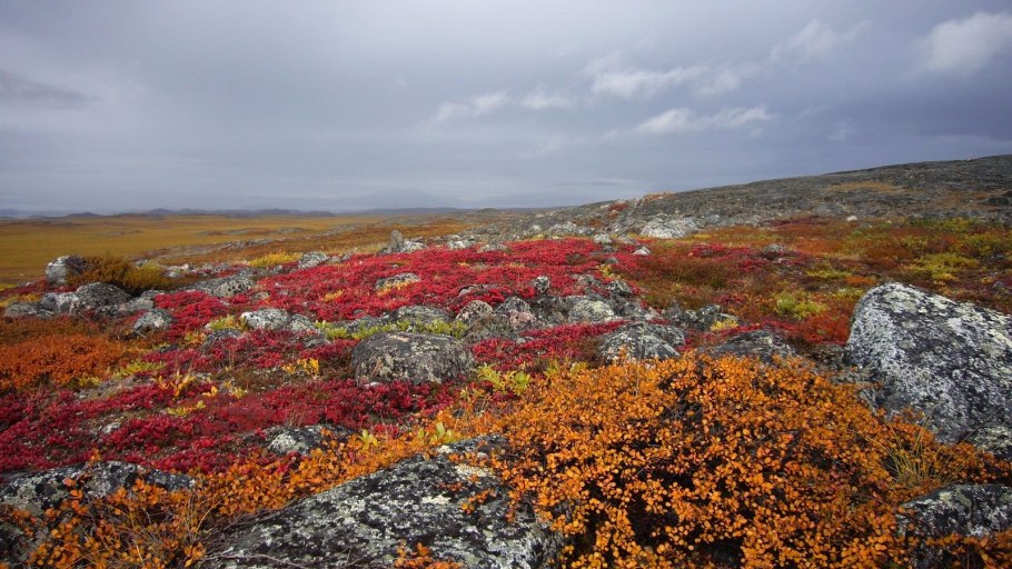 Растения Ямала лекарственные растения Ямала